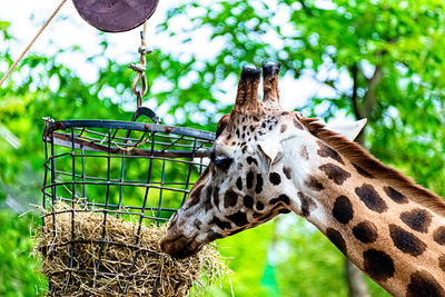 Close-up of giraffe in zoo