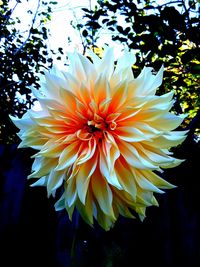 Close-up of yellow flower blooming outdoors