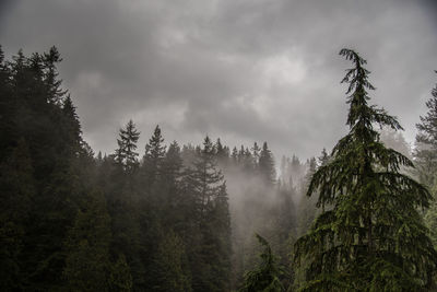 Trees in forest against sky