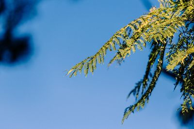 Low angle view of tree against sky