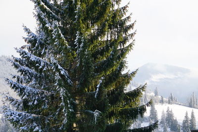 Low angle view of trees against sky