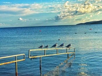 View of swans on sea against sky