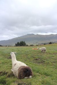 Alpaca sitting on field against sky