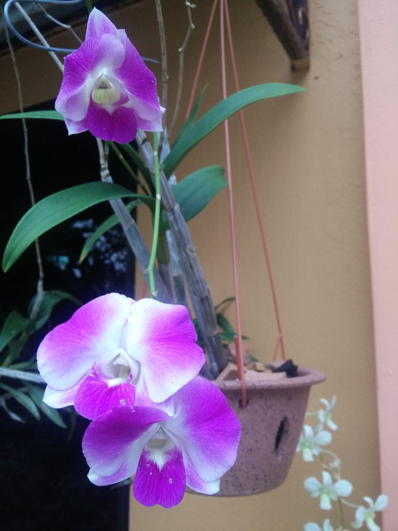 Orchidwhitepurple