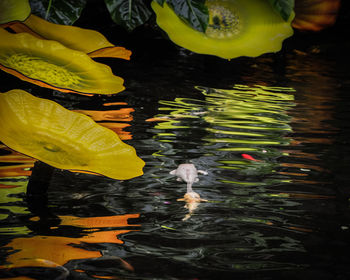 Fish swimming in a lake