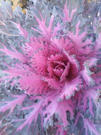 Full frame shot of pink flowering plant