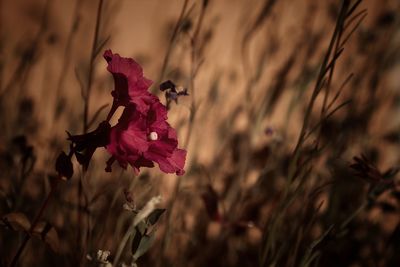 Close-up of pink flowering plant on field