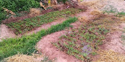 High angle view of plants growing on field