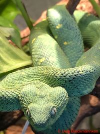 Close-up of a lizard