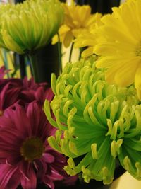 Close-up of fresh yellow flowers