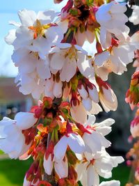 Close-up of white flowering plant