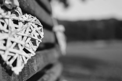 Close-up of cropped object