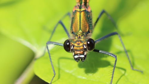 Close-up of insect