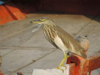 Close-up of bird perching on branch