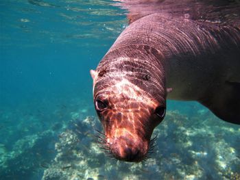 Close-up portrait of seal swimming in sea