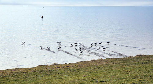 Birds flying over sea