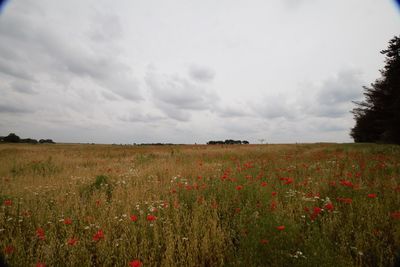 Scenic view of poppy field against sky