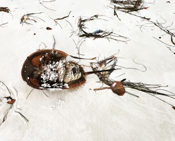 High angle view of insect on snow