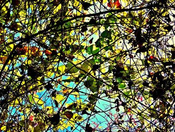 Low angle view of flower tree against sky