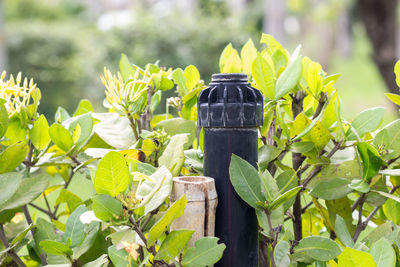 Close-up of fresh green leaves on plant