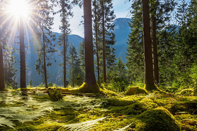Trees in forest