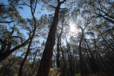 Low angle view of trees in forest