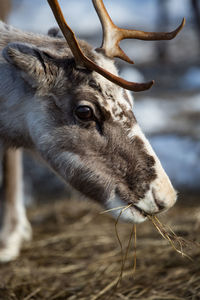 Close-up of reindeer