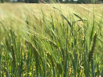 Close-up of stalks in field