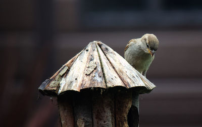 Close-up of bird perching on wooden post