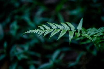 Close-up of raindrops on leaves