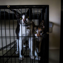 Portrait of cats in cage