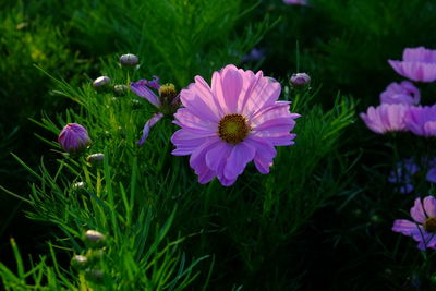 Close-up of purple flowering plants on field