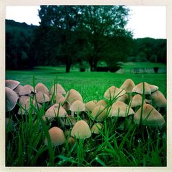 Trees on grassy field