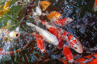 High angle view of koi carps swimming in lake