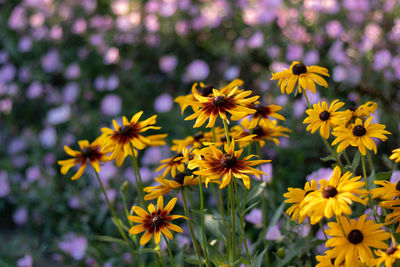 Close-up of yellow flowering plant