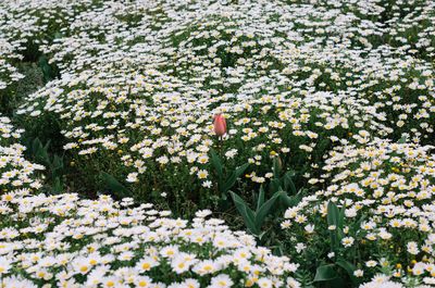 Close-up of white flowers blooming in field