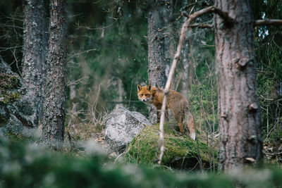 View of a cat on tree trunk