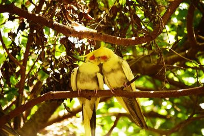 Low angle view of bird perching on branch