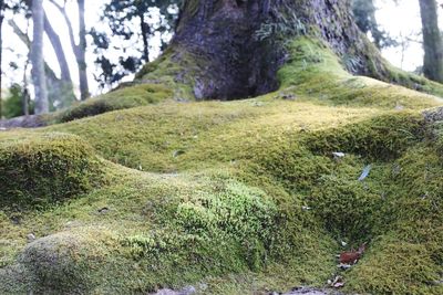 Close-up of tree trunk