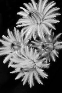 Close-up of dandelion against black background