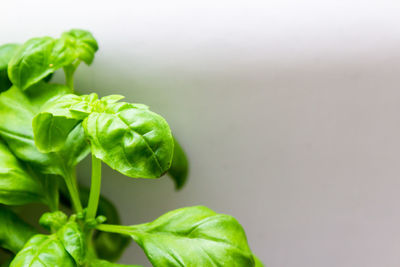 Close-up of fresh green plant