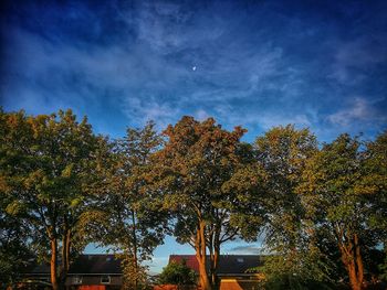 Low angle view of trees against sky during autumn