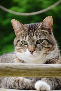 Close-up portrait of a cat