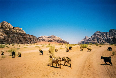 Scenic view of desert against clear blue sky with goats