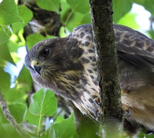 Close-up of bird perching on tree