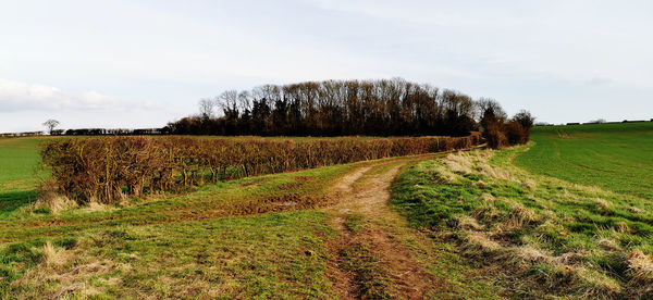 Scenic view of field against sky