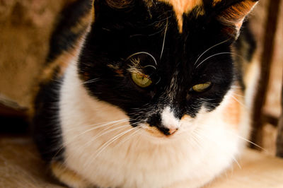 Close-up portrait of cat