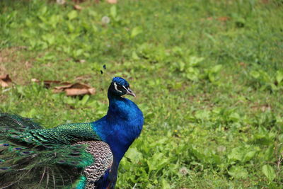 Close-up of peacock