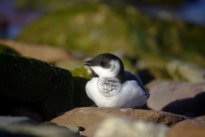 Close-up of bird perching on rock