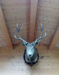 Close-up of deer on wall